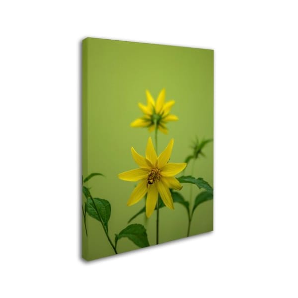 Kurt Shaffer 'Bumblebee Yellow Daisy' Canvas Art,14x19